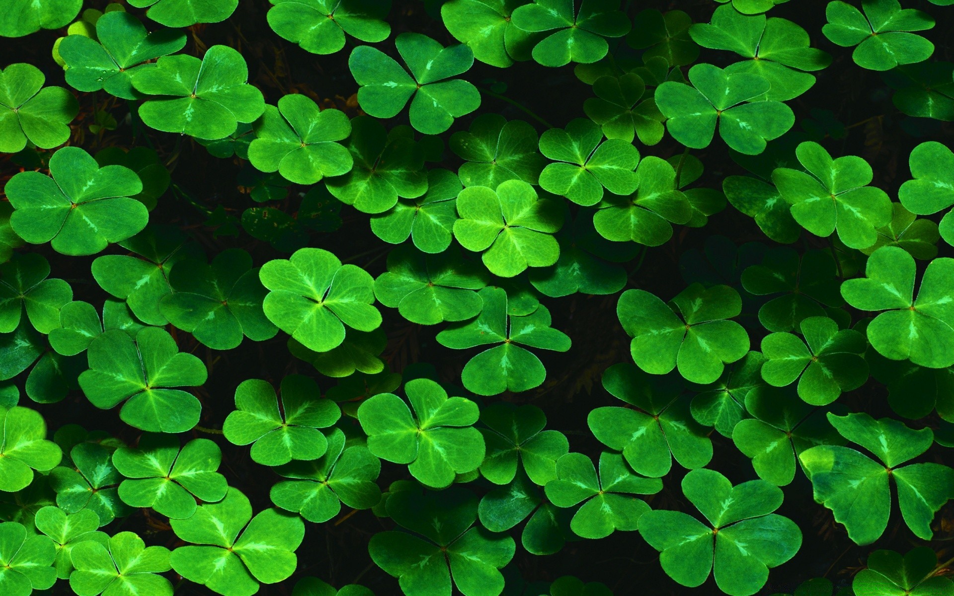 jour de st patrick trèfle trèfle blanc bonne chance chance saint celtique feuille lutin bureau émeraude flore