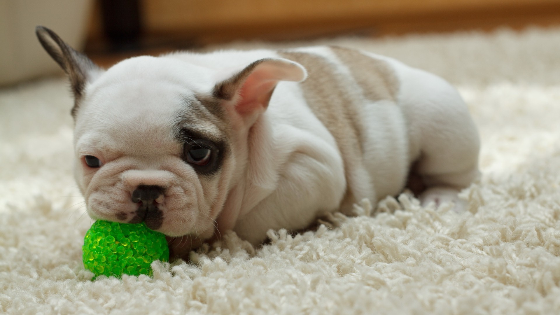 perros lindo perro pequeño adorable mamífero cachorro retrato mascota divertido ver animal bebé perro solo pequeño joven sentarse interior doméstico