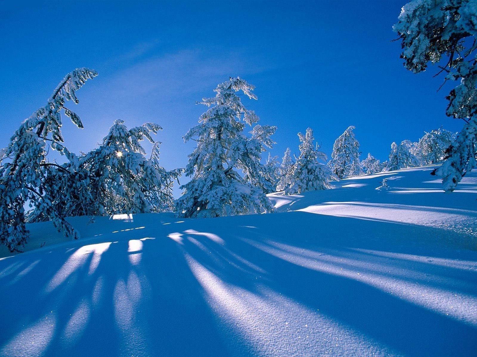 inverno neve freddo gelo ghiaccio montagna legno scenic congelato albero paesaggio gelido nevoso stagione