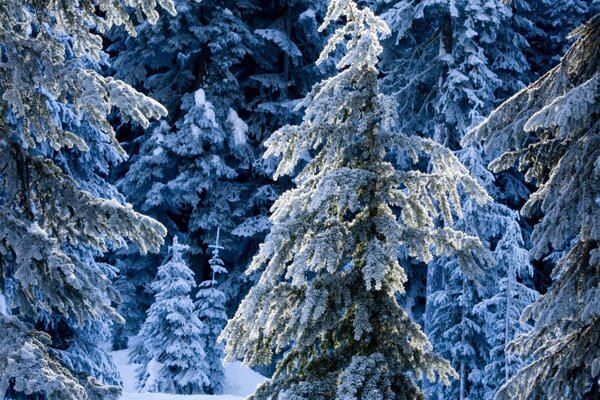 Bella foresta di conifere innevate