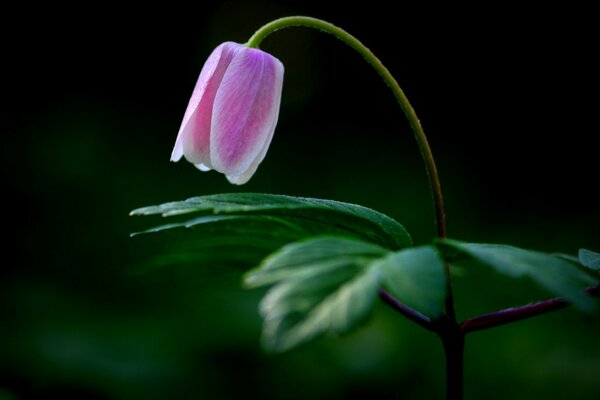 Flor rosa em uma perna fina