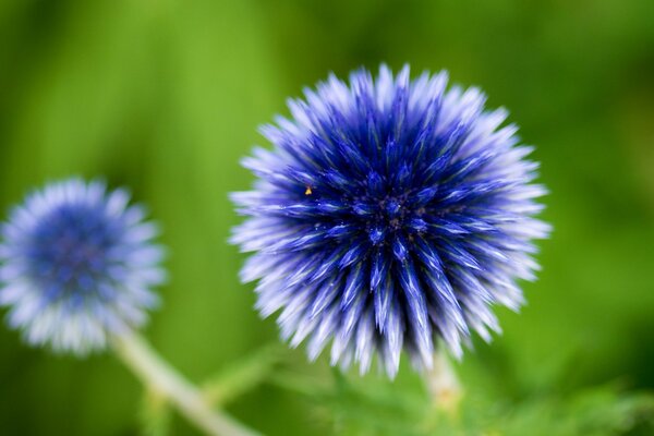 Boules bleues de fleurs en été