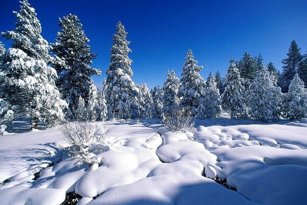 Winter forest and blue sky