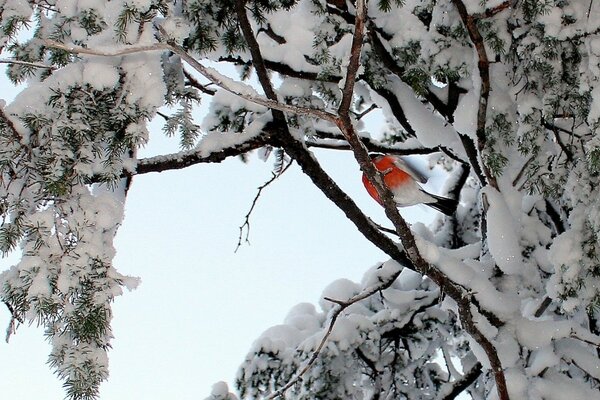 Wonderful fairy-tale colors of winter