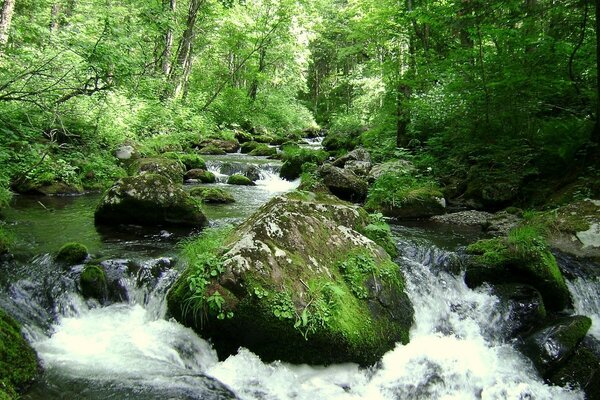 Wasserfall in den grünen Farben des Sommerwaldes