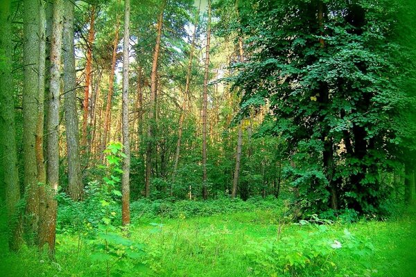 Green landscape in summer nature