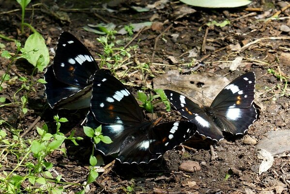 Three butterflies on the ground in nature