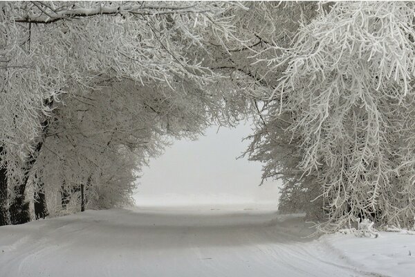 Frosty morning in the forest. Winter Road