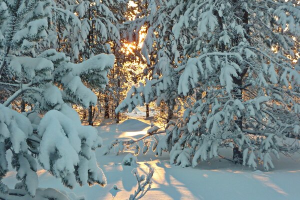 Frost und Sonne sind ein wunderbarer Tag