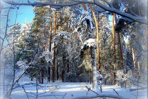 A quiet clearing in the winter forest