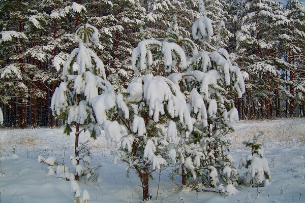 Árboles de Navidad jóvenes en decoración de invierno