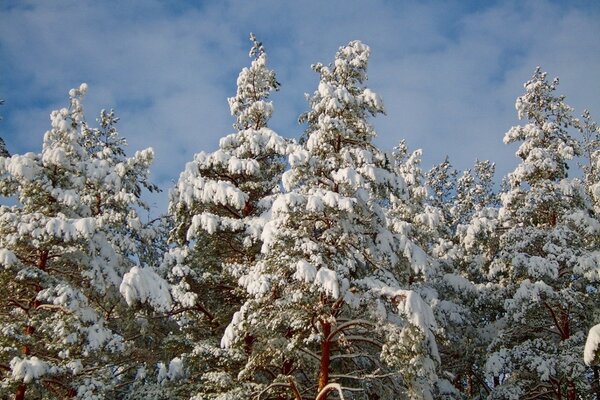 Winter frosty fir trees in the ranks