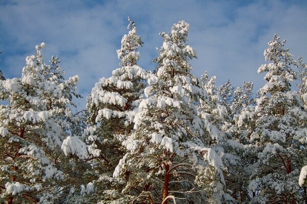 冬季寒冷的冷杉树在队伍中
