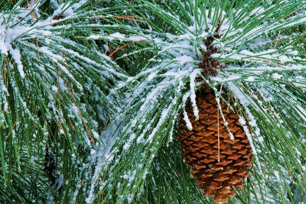 Coniferous cones. Pine branch