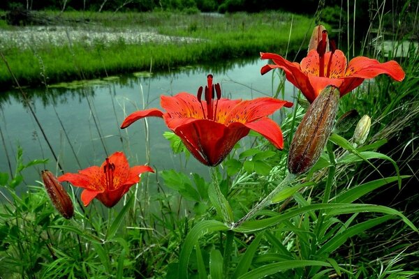 Bright lilies on the lake