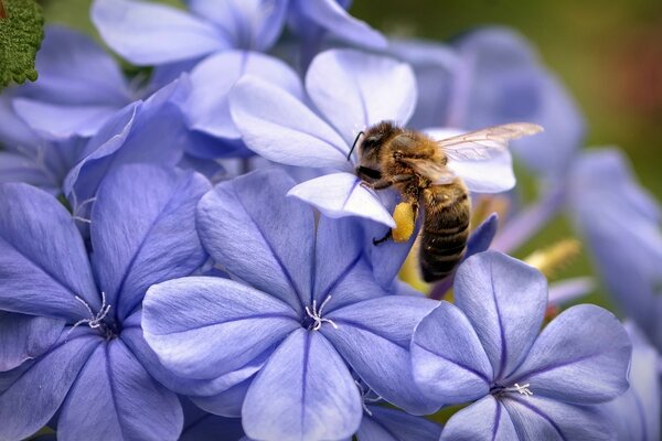 Insectos y flores paisaje maravilloso