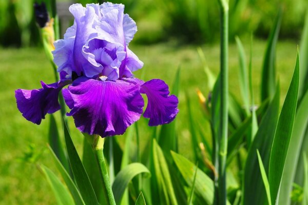 Flor de verano brillante en foco