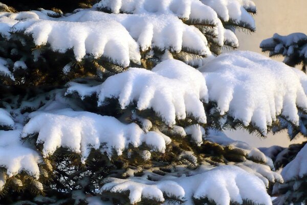 而脆弱的树枝从大雪中弯曲