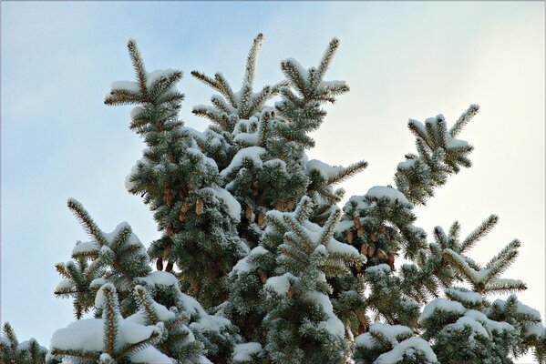 Hermoso pino que está cubierto de nieve