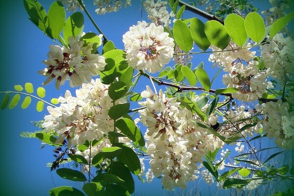 Ramas de Manzano con flores blancas