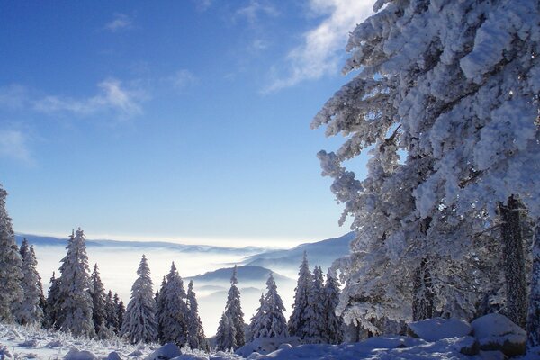 Bosque de invierno en el fondo de las montañas