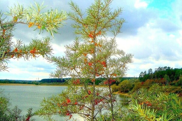 Olivello spinoso sulla riva di un lago tranquillo