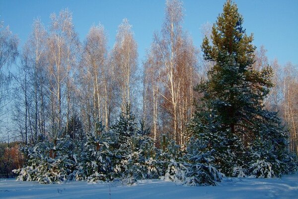 Árboles de Navidad cubiertos de nieve en un día brillante