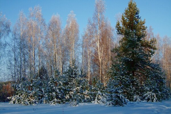 白雪复盖的圣诞树在明亮的一天