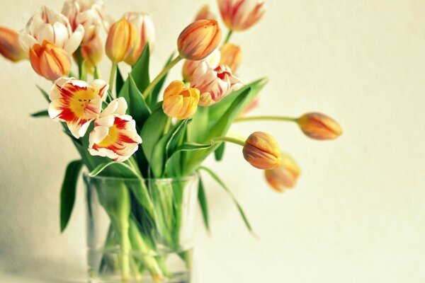 Tulipanes naranjas en un jarrón contra la pared