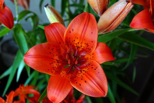 Belle fleur de lys rouge