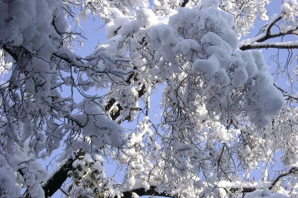 Морозный день в лесу с снегом на дереве