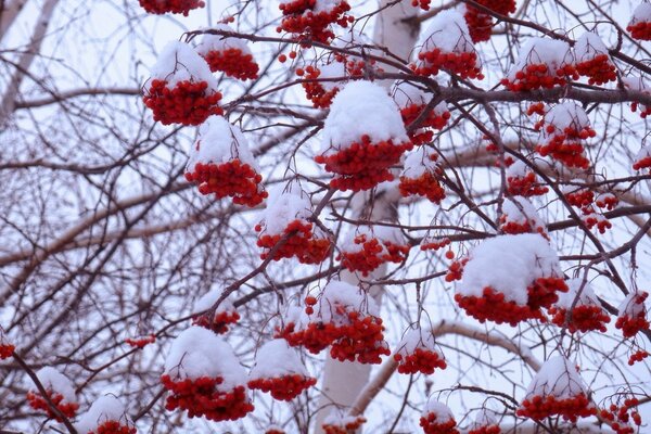 Cachos de cinzas cobertas de neve