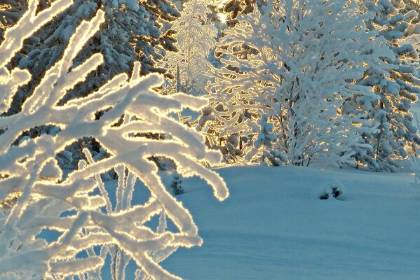 The rays of the sun through the antki are washed with snow and ice