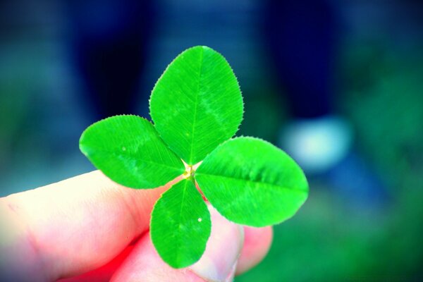 Herbe avec quatre feuilles dans la main d un homme