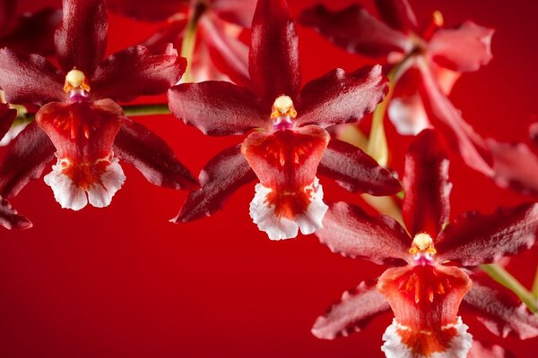 The burning beauty of the tropics