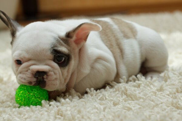 A dog on the carpet is gnawing a ball