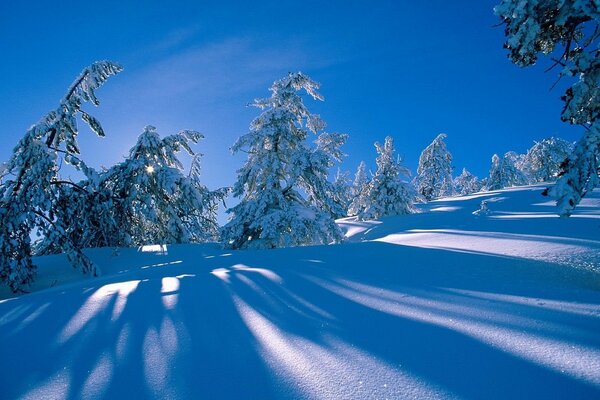 Winter landscape. frosty day