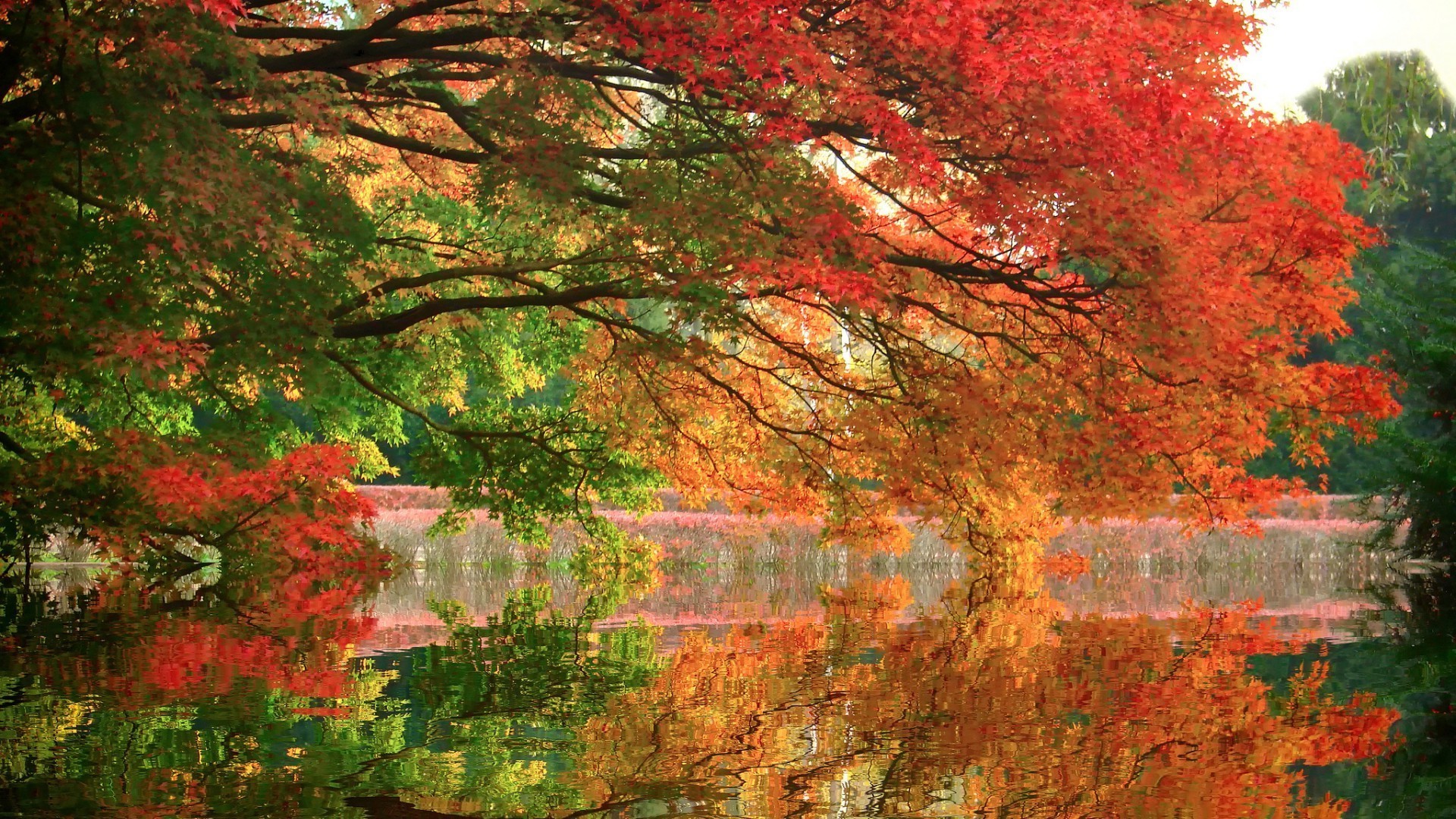 autumn fall maple leaf tree season wood landscape nature park bright color scenery gold change branch