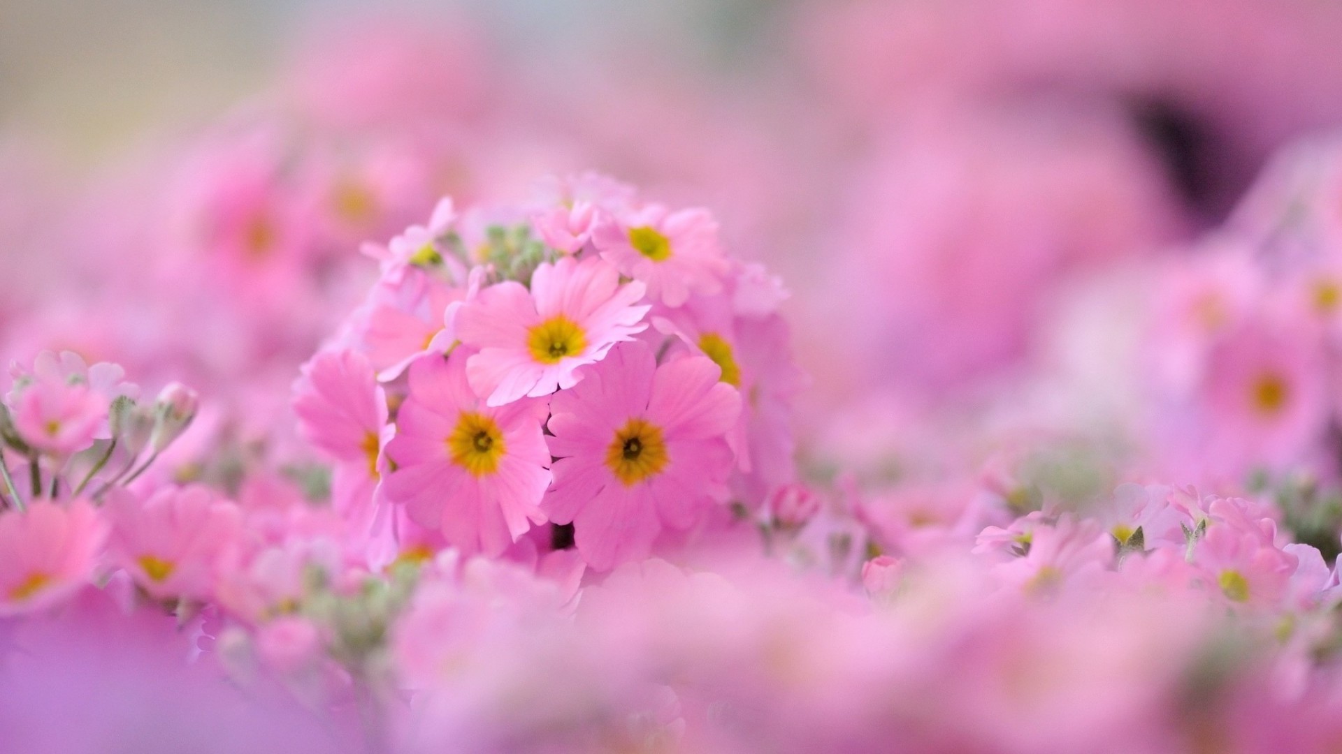 çiçekler çiçek doğa flora yaz bahçe çiçek petal yaprak çiçeklenme güzel hava parlak açık havada renk sezon hassas alan güneş yakın çekim büyüme