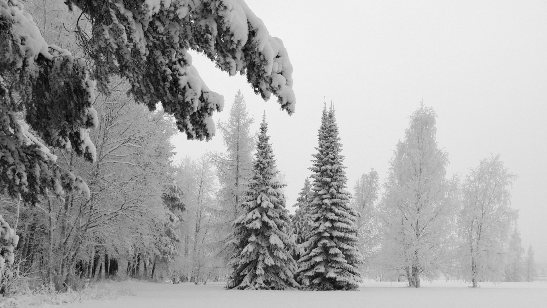 invierno nieve árbol escarcha madera frío pino niebla evergreen coníferas congelado paisaje hielo abeto tiempo temporada abeto naturaleza navidad