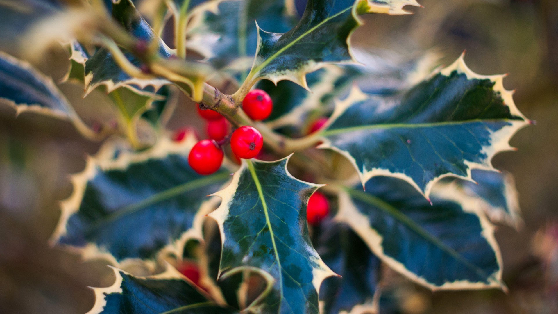 bagas folha holly árvore natureza flora ramo outono estação baga fruta cor ao ar livre comida natal close-up inverno