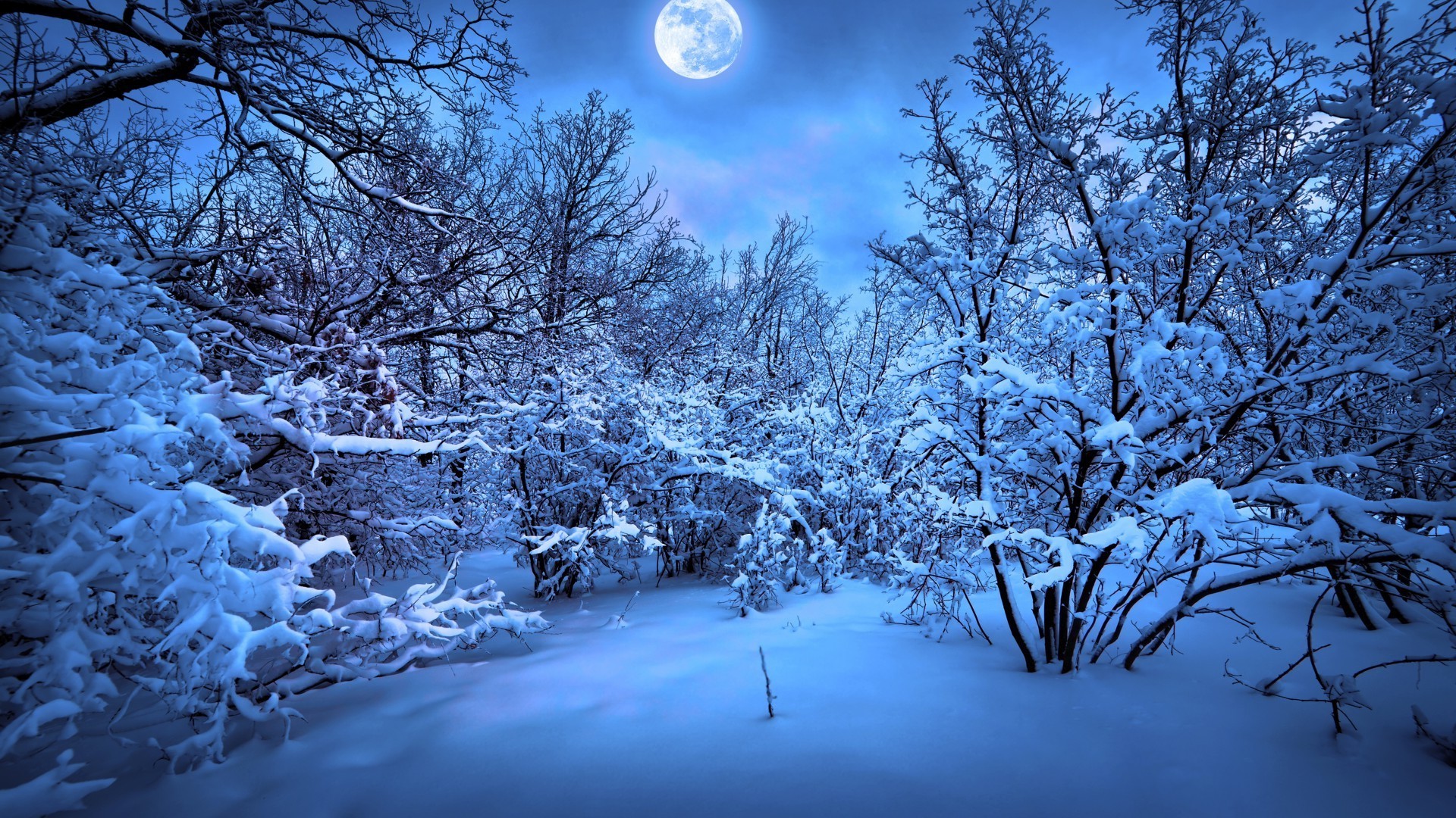 inverno neve frio geada árvore congelado temporada gelo madeira paisagem ramo tempo natureza gelo neve branca gelado cênica bom tempo cena