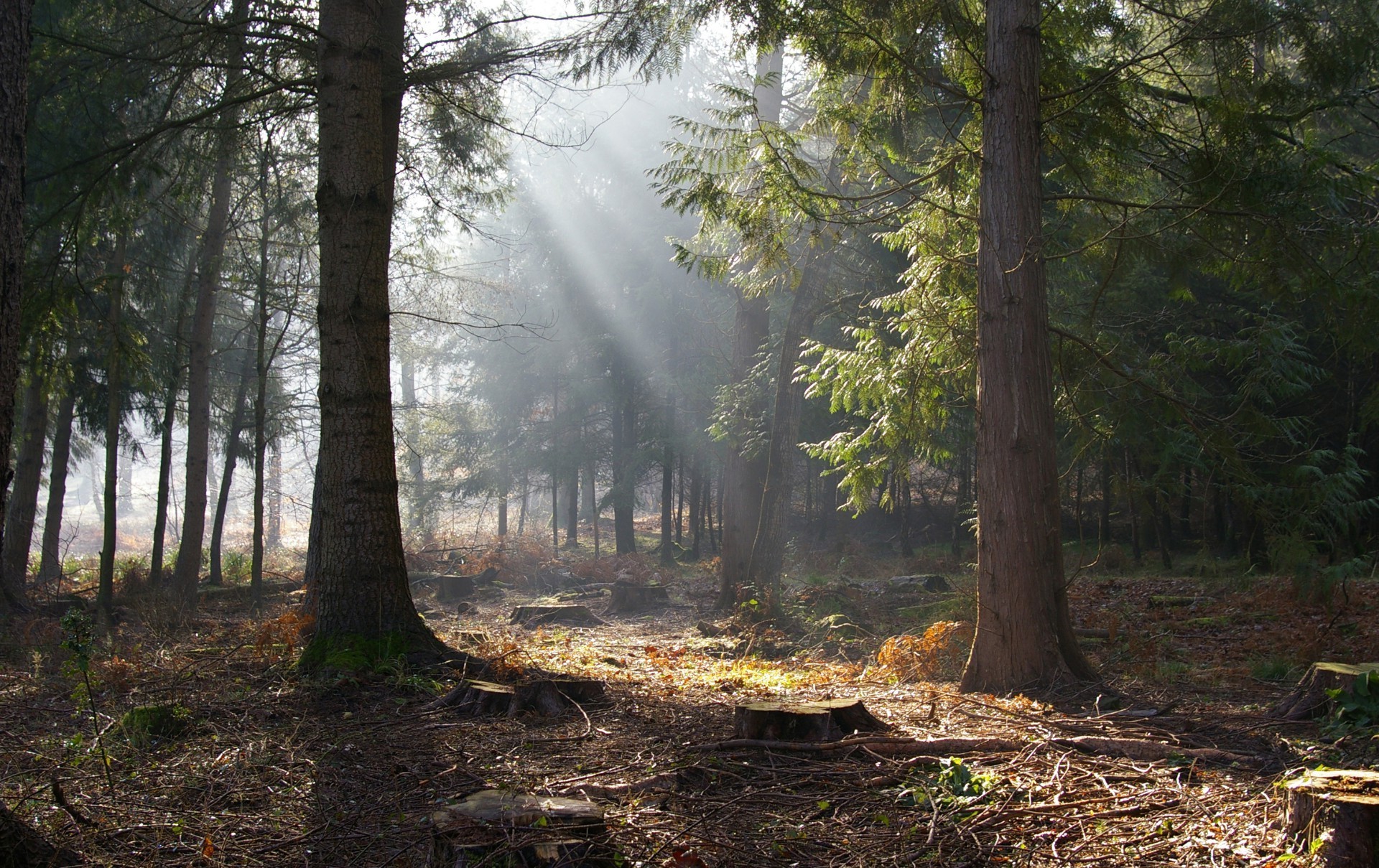 lato drzewo drewno krajobraz natura liść iglasty środowisko evergreen na zewnątrz bagażnik sosna park mgła jesień sceniczny oddział światło przeciwmgielne flora