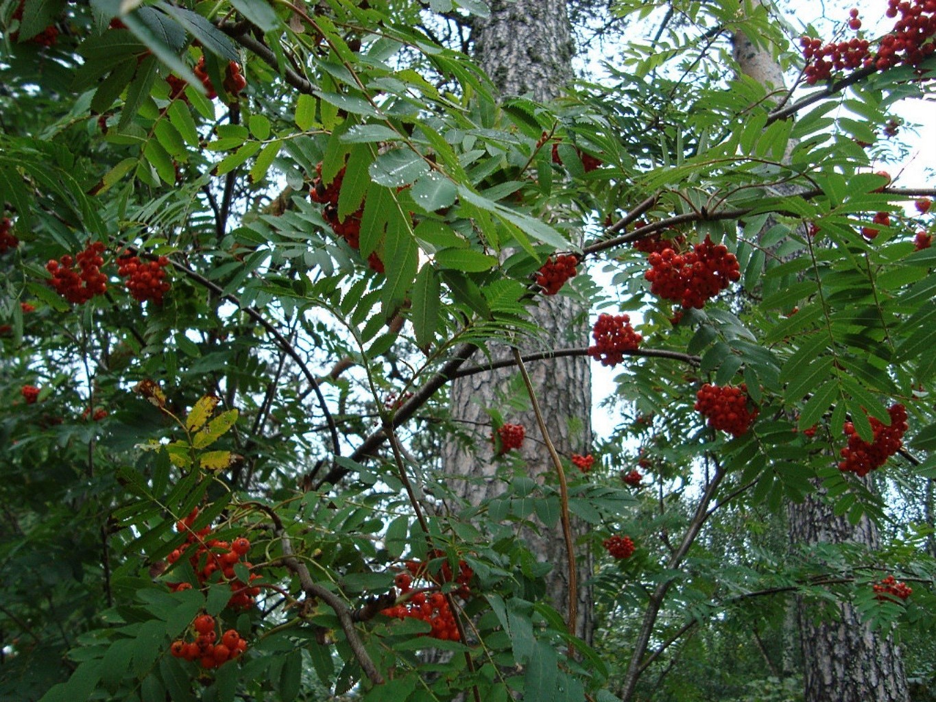 árvores árvore fruta baga ramo folha arbusto montanha ash natureza comida montanha ash verão crescer cinza flora jardim ao ar livre cor temporada cluster