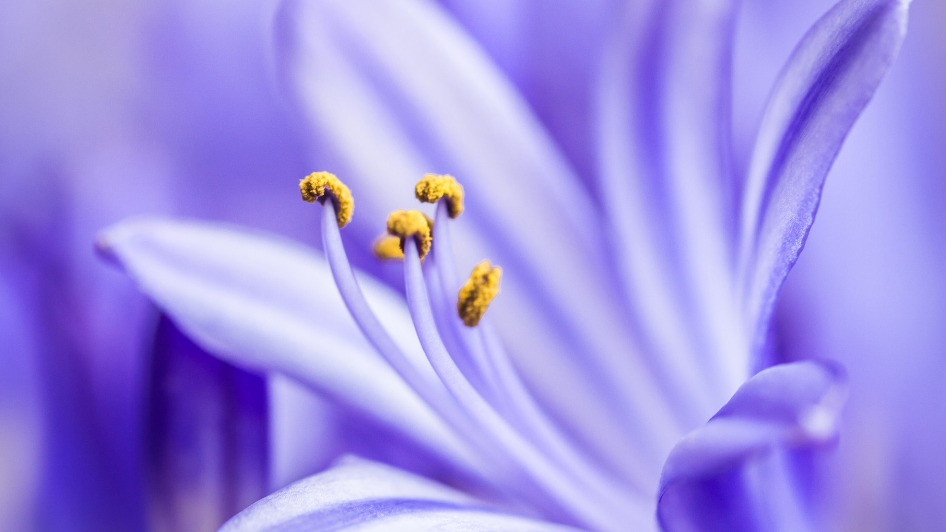 fleurs fleur flou nature flore délicat couleur été pétale feuille lumineux jardin belle élégant