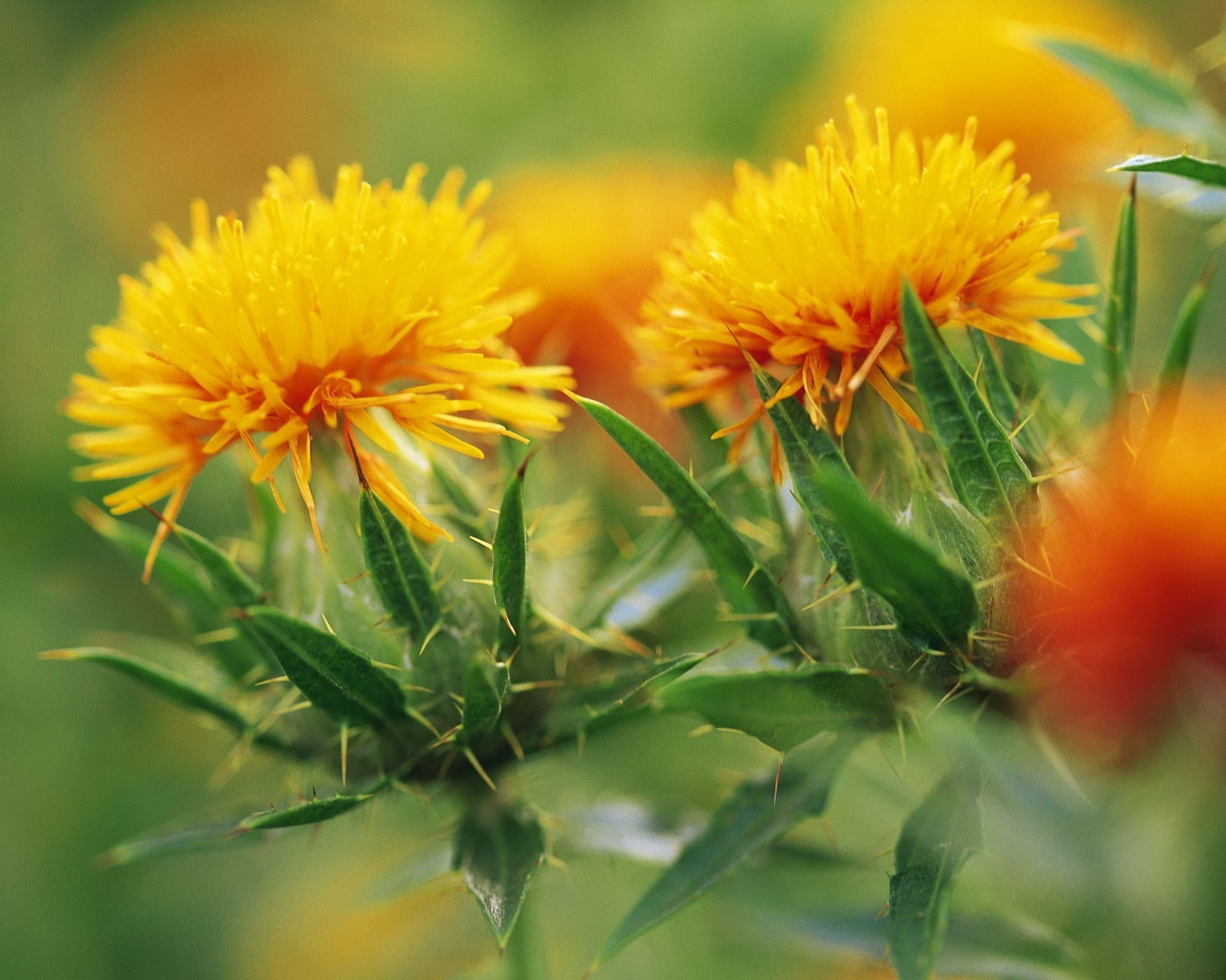 çiçekler doğa çiçek flora yaz yaprak bahçe alan yakın çekim çiçek açan parlak çiçek saman açık havada petal renk polen güzel hava büyüme güzel