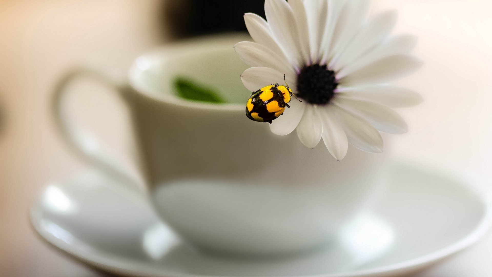 insekten blume