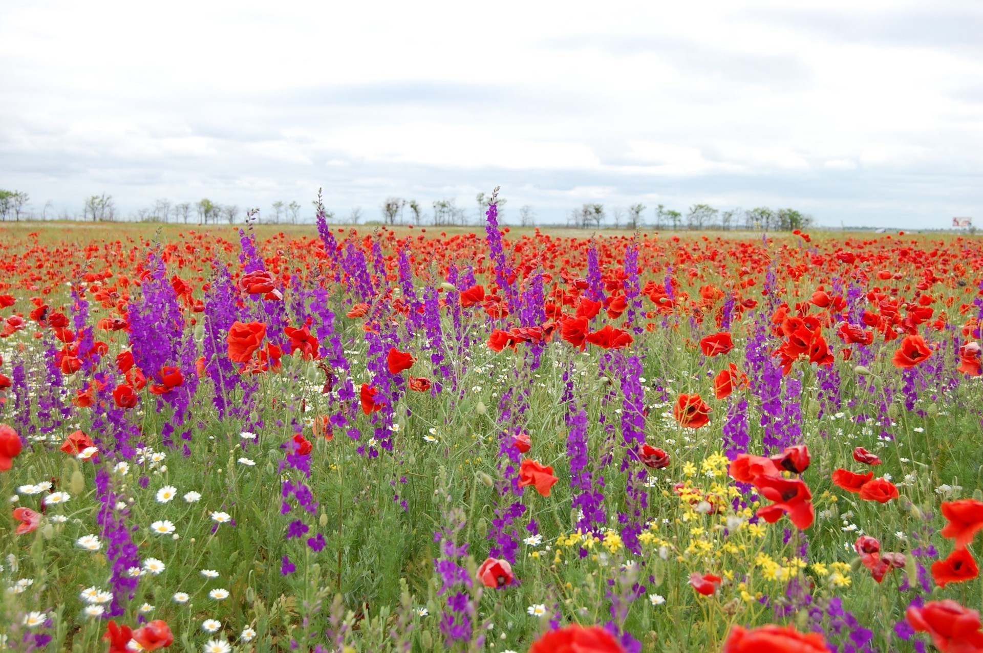 flowers poppy flower field summer nature hayfield flora rural outdoors bright grass countryside floral growth color landscape blooming fair weather garden