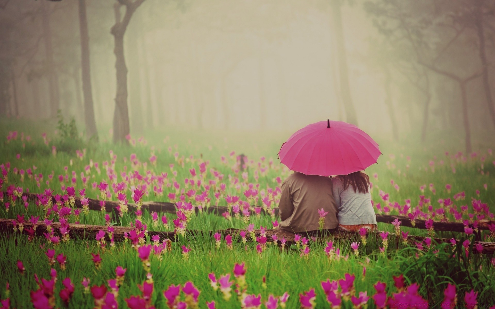 valentinstag blume natur flora feld sommer garten im freien landschaft heuhaufen gras wachstum schön blühen blumen