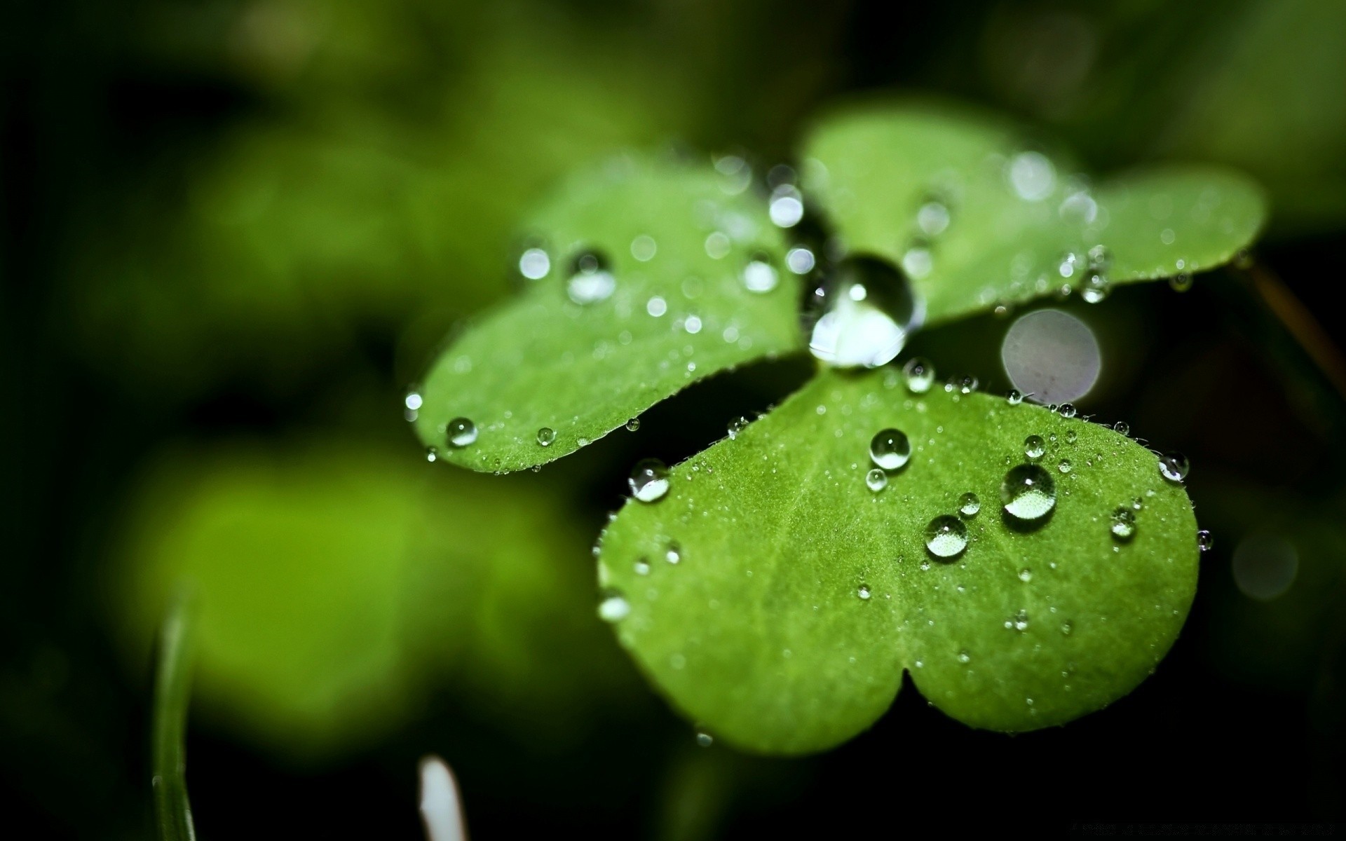 st. patrick s day regen blatt tau tropfen flora natur nass tropfen garten sauberkeit medium schließen blume wachstum tropfen wasser